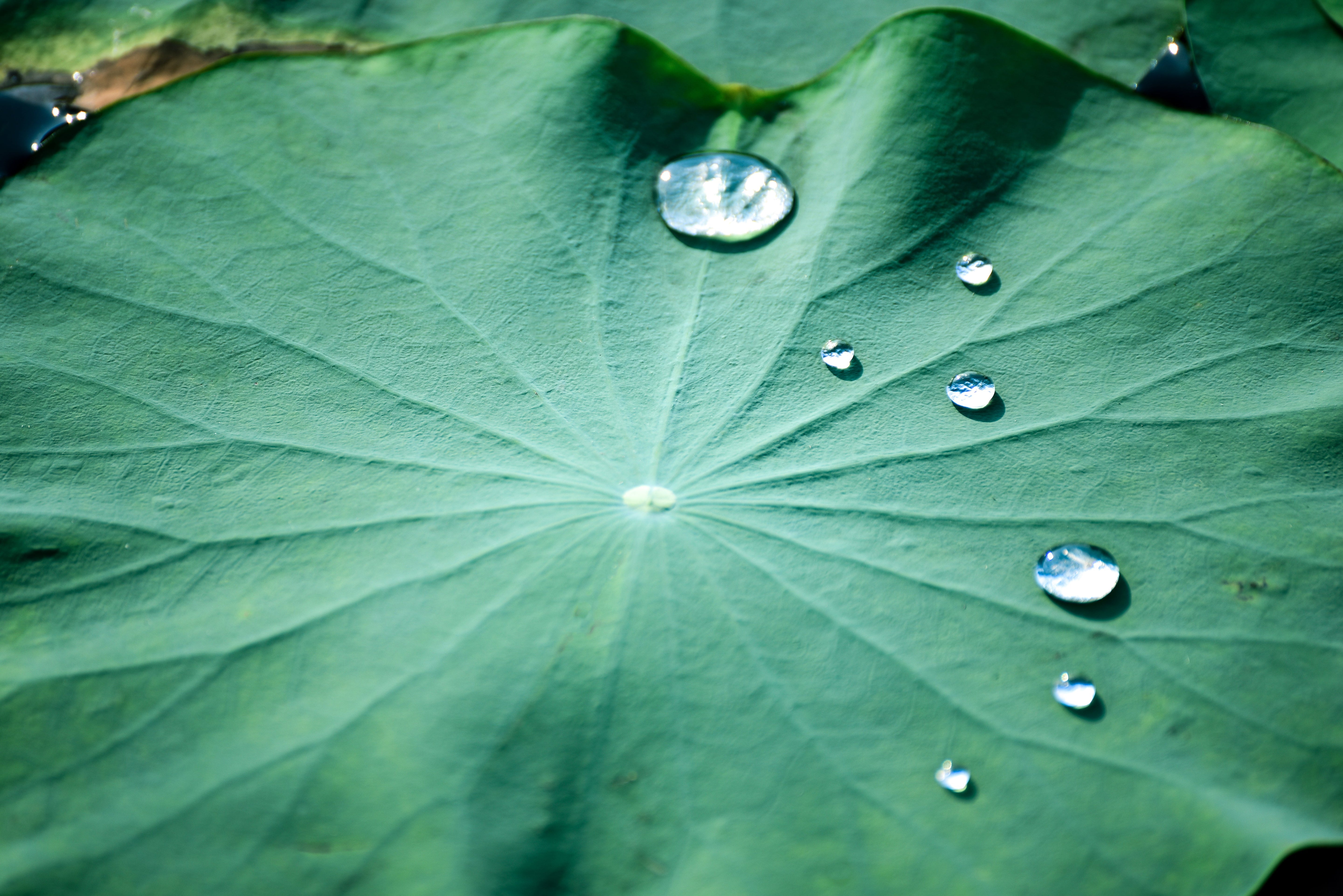De Kracht van Witte Lotus in K-Beauty