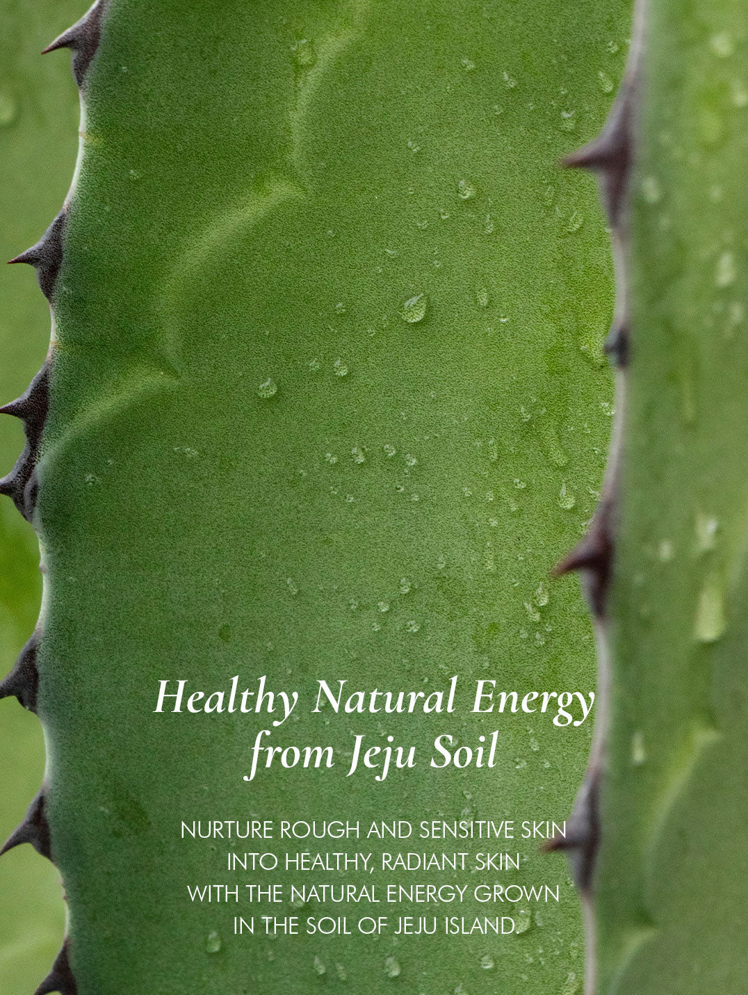 End of Summer cocktail