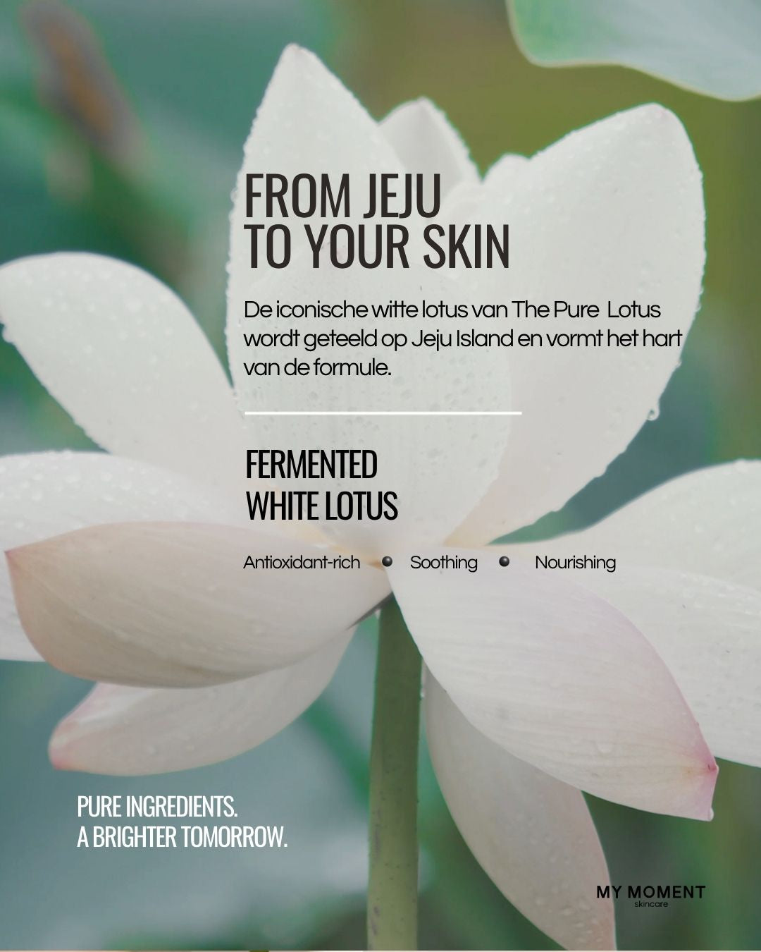 The Pure Lotus Probiotic Concentrate